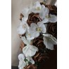 bouquet mariée orchidée chocolat ou bordeaux